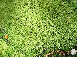 A moss that looks fuzzy and round like a pillow.