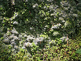 shadows and bright sunlight on mosses growing on a rock wall