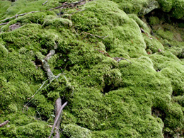 Moss growing on sandstone