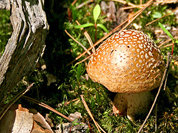 small mushroom next to wood and moss