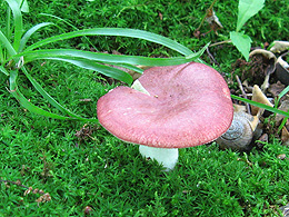 A smooth-topped mushroom growing out of a carpet of moss.