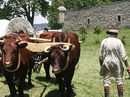 Oxen hauling a wagon near Fort de Chartre
