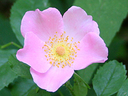 A pink wild rose.