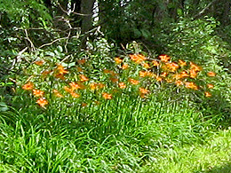 Orange flowers lilies 