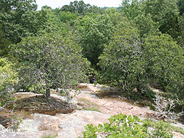 Sandstone glade in Illinois