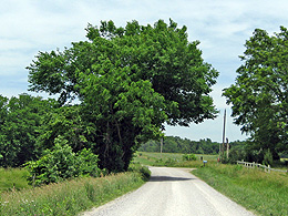 A gravel road runs near a tree and across some fields