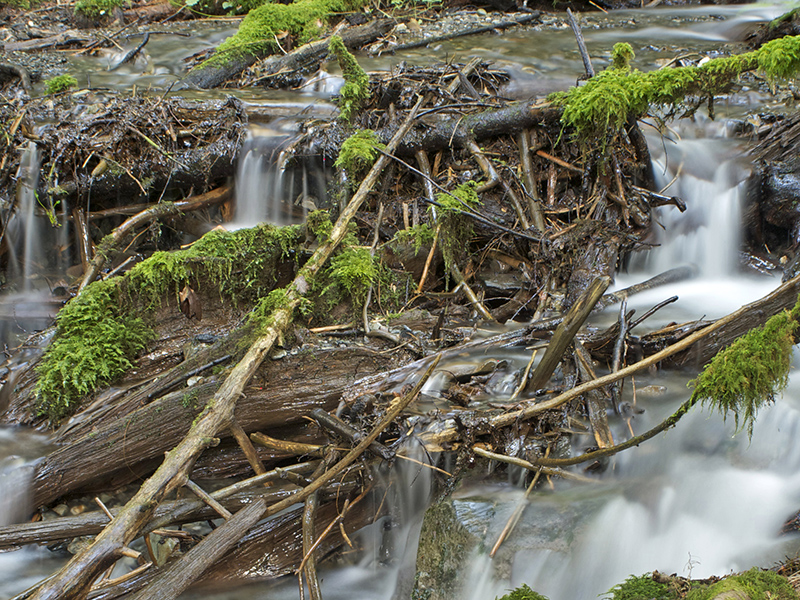 Water flows over sticks and debris in a forest