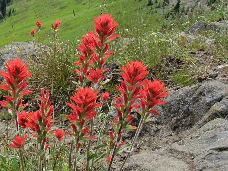 Indian paintbrush growing along the trail