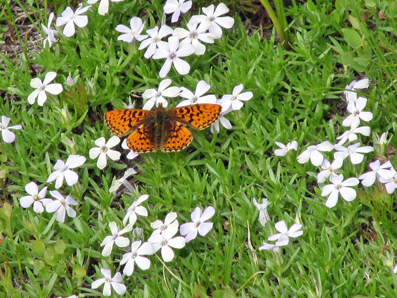 Orange and black butterfly on some mat phlox