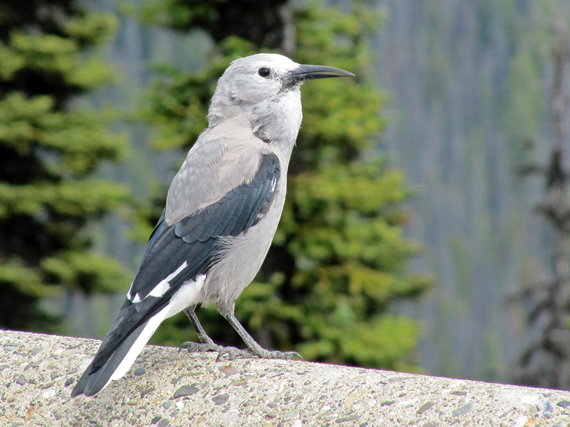 A handsome bird with a long bill and light gray feathers, black feathers on the wing, and a white tail