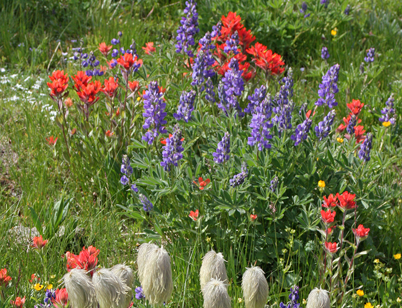 Wildflowers in purple and red and yellow, with white Pasque seedpods