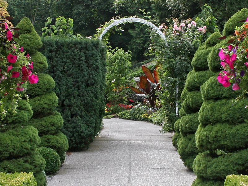 A pathway is closely hemmed in with hedges