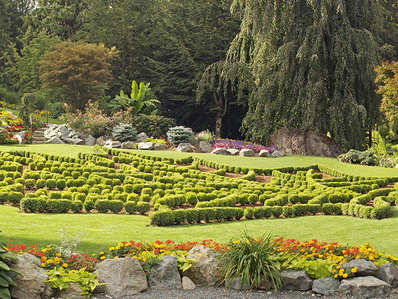 Box hedges in the design of a Canadian maple leaf