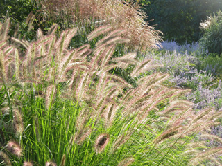 Chicago Botanical Garden grass with sunlight backlighting