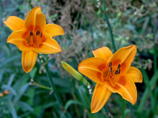 Lilies in our back yard at Bisharat