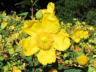 Daffodils with sunlight