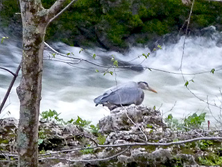 Blue Heron