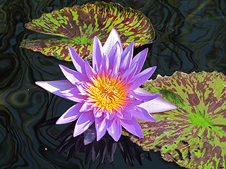 Nice water lily in Chicago Botanical Garden
