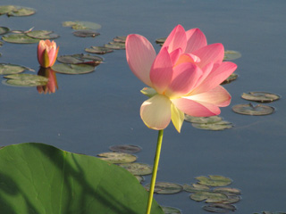 Lotus in Chicago Botanical Garden