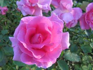 Rose garden at Chicago Botanical Garden