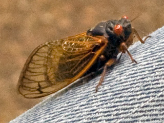 A cicada on Jeri's leg
