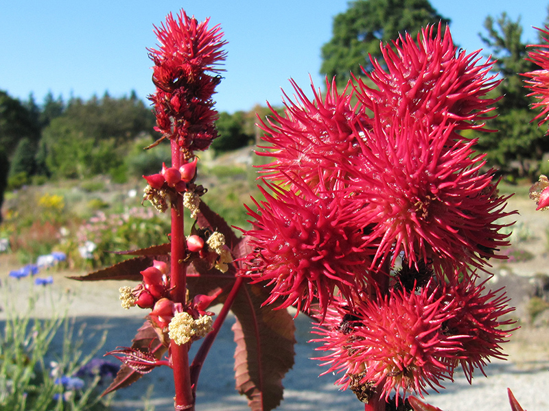 Clusters of spiky red balls mark a Caster Oil plant