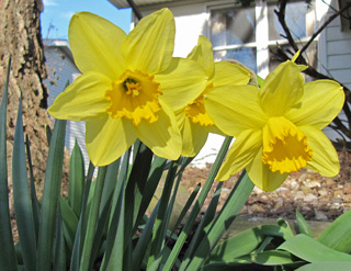 Daffodils in backyard