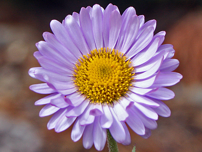 Light purple daisy called a wandering fleabane