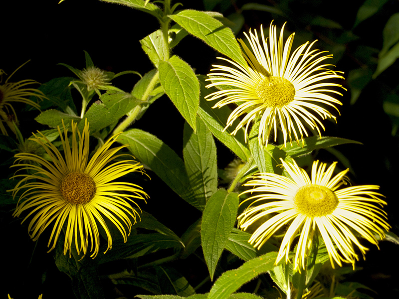 Golden Asters, some in the shade, and others in the direct sunlight