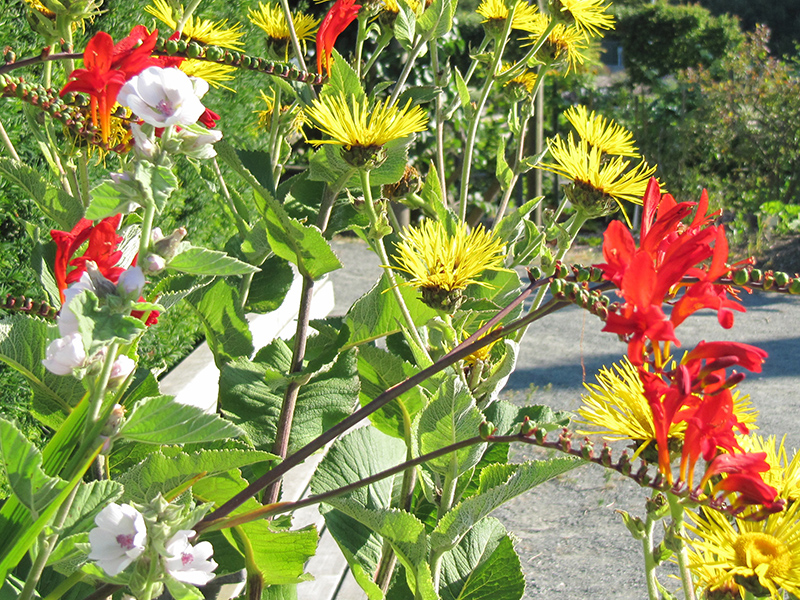 Red, Yellow, and White flowers along a pathway
