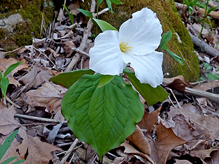 A great Trillium