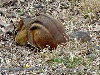 The chipmunk emerges to get seeds around February 20th
