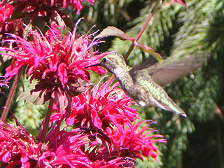 A hummingbird takes nectar from bright pink red monarda flowers