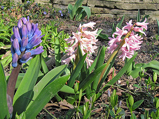 Hyacinths