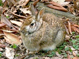One of the many Eastern Cottontail rabbits in our neighborhood