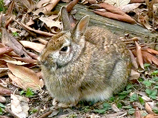 One of the many Eastern Cottontail rabbits in our neighborhood