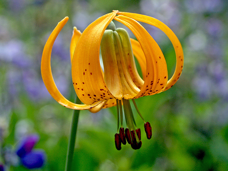 Orange lilly with black spots