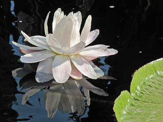 White water lily with a touch of pink tinge