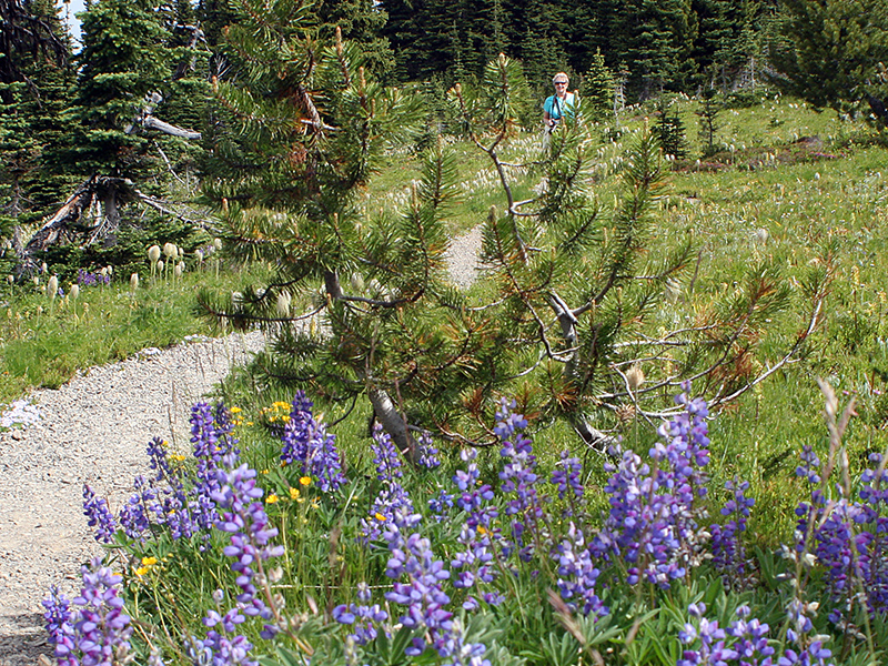 Purple lupin growing along Paintbrush Trail