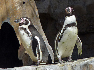 Magellanic Penguins in the Saint Louis Zoo