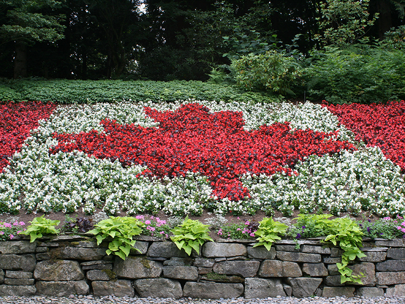 Flowers arranged to make a Canadian Flag