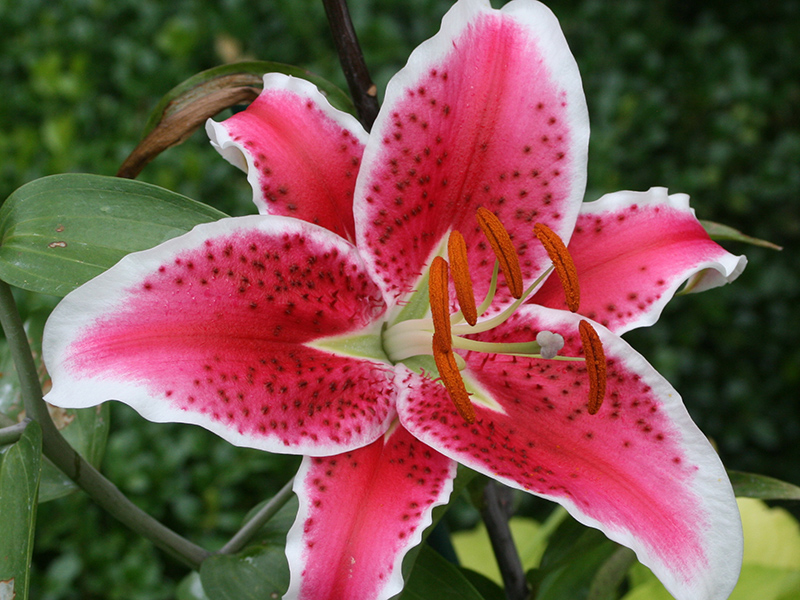 Lily with strong perfume