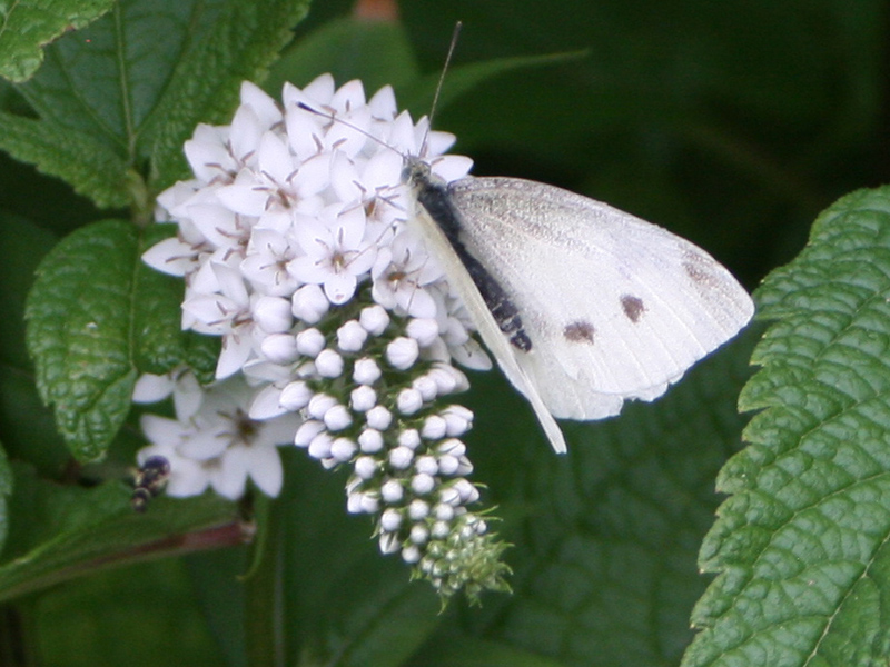 A white butterfly samples nectar from small blossoms