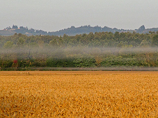 Wheat field in the morning