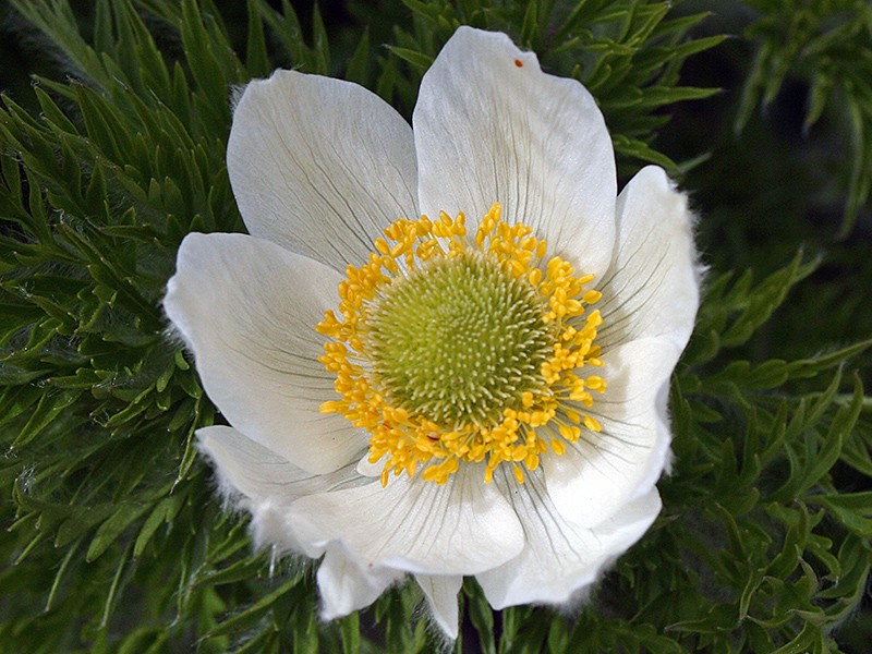 Looks like eight petal dryas, but seems to actually be pasque flower