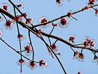 Red Maple Tree Blossoms on March 21st