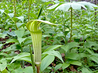Jack-in-the-Pulpit