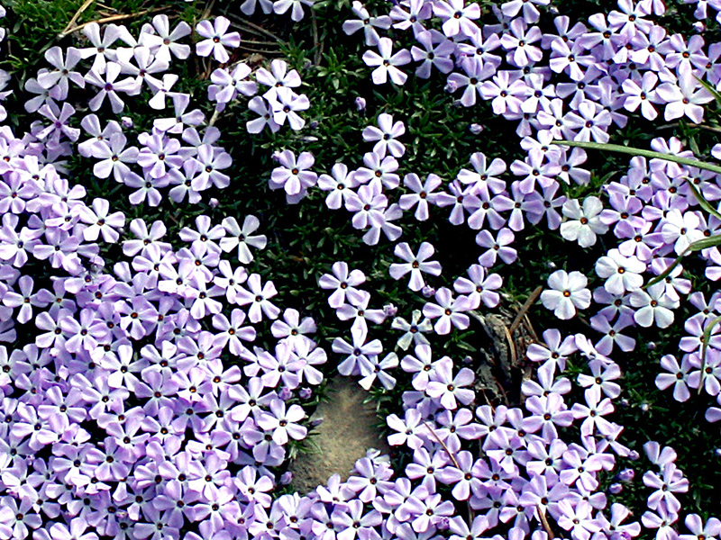 clusters of phlox growing in a mat close to the ground