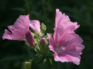 Pink hollyhocks flowers