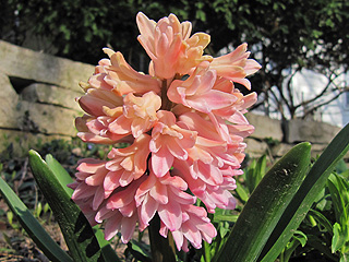 Salmon and pink colored Hyacinth